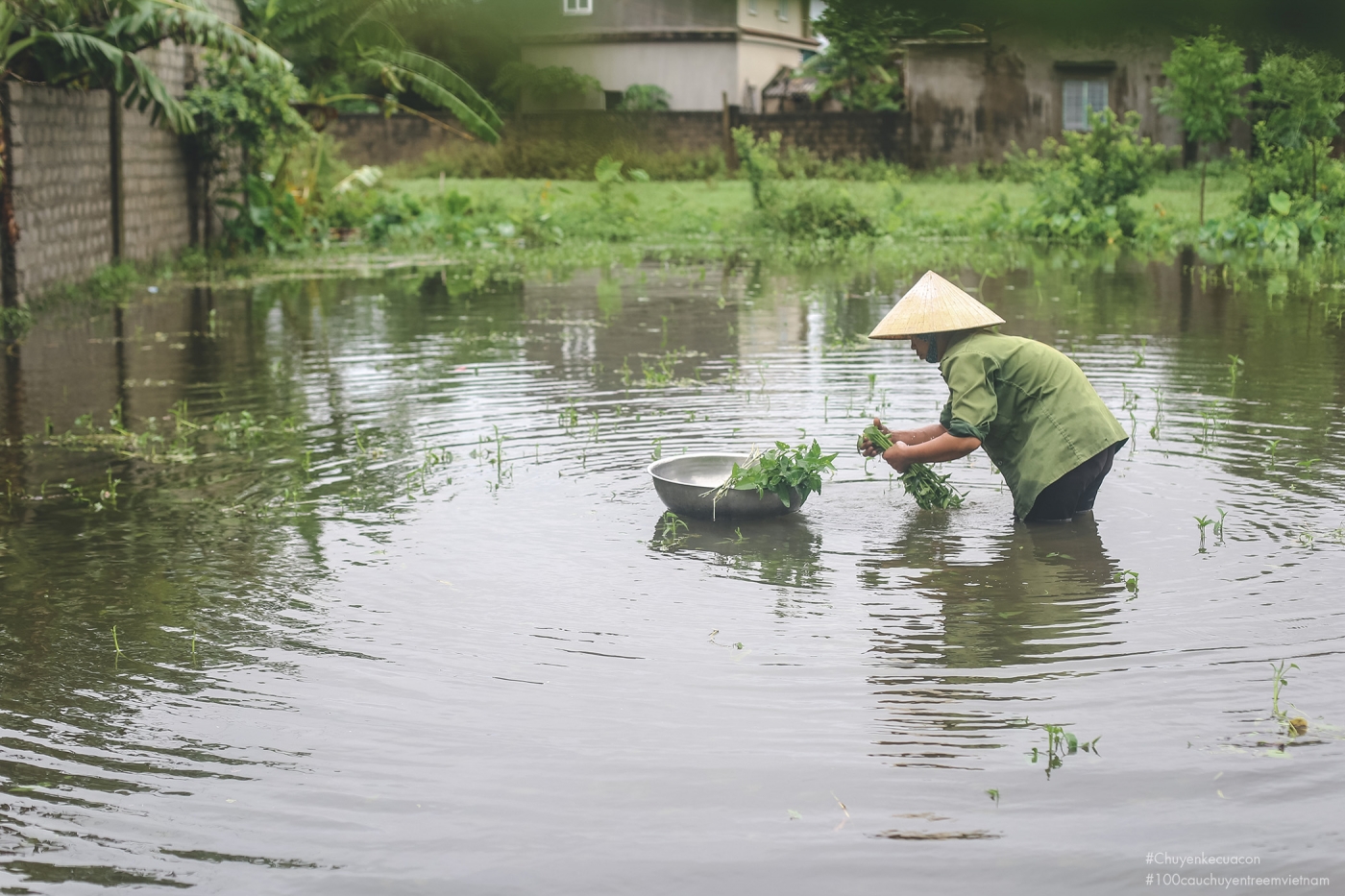 ruộng rau trông giống một cái ao nhỏ ruộng rau trông giống một cái ao nhỏ