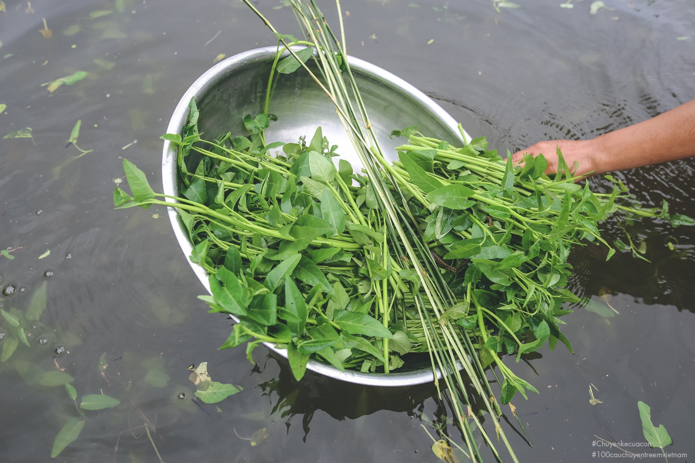 Đọt rau mơn mởn Đọt rau mơn mởn