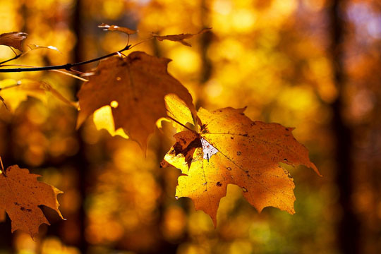 “Bokeh” trong nghệ thuật nhiếp ảnh