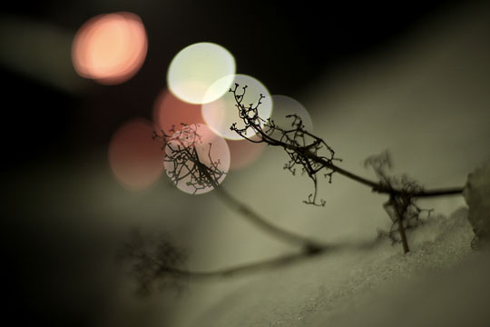 “Bokeh” trong nghệ thuật nhiếp ảnh