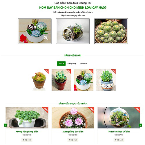 Xuro cactus